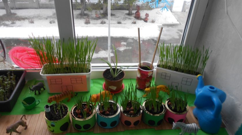 Короткостроковий екологічний проект «Город на вікні»