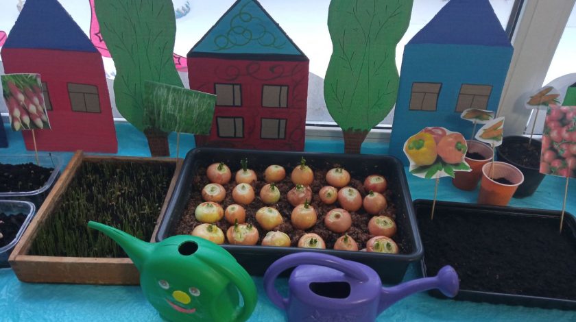 На початку лютого вихованці групи "Ромашка" під керівництвом вихователів почали захід по дослідженню та вивченню рослин, вирощених взимку на підвіконні