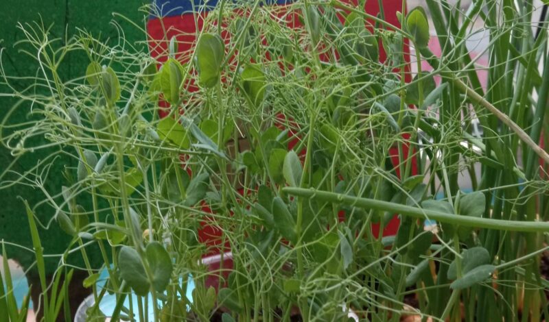 274024882_510849820452521_2823484652185072659_n