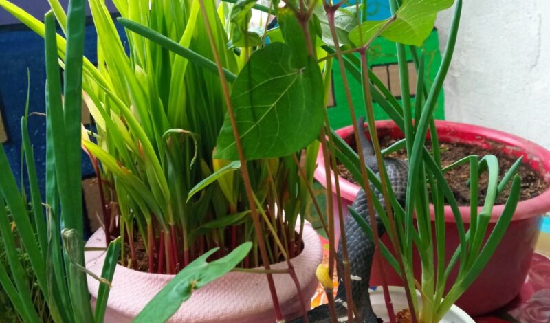 274148220_672682354177726_4738002163757530186_n